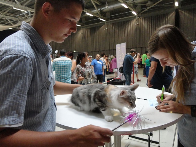 Maine Coon - mainská mývalia mačka - www.maine-coons.sk