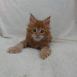 Maine coon kittens