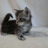 Maine coon kittens