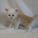 Maine coon kittens