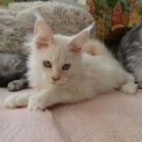 Maine coon kittens