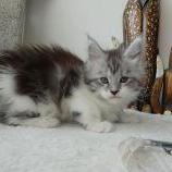 Mačiatka maine coon, vrh