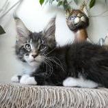 Mačiatka maine coon, vrh