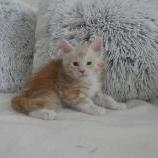 Maine coon kittens