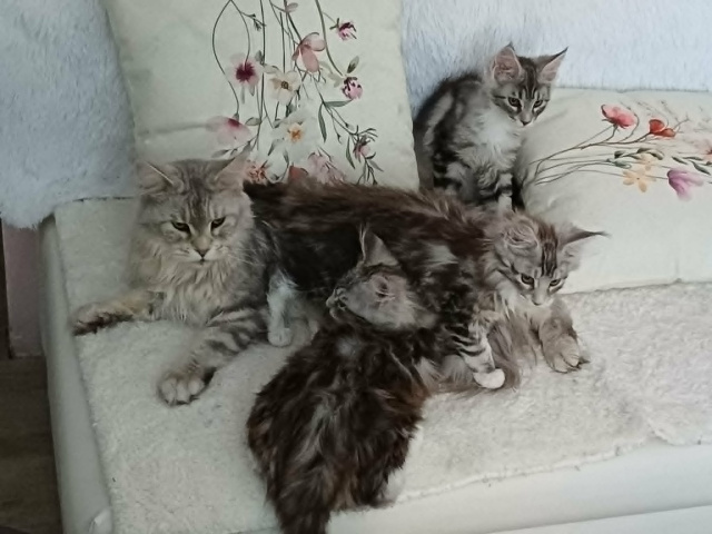 Maine Coon - mainská mývalia mačka - www.maine-coons.sk