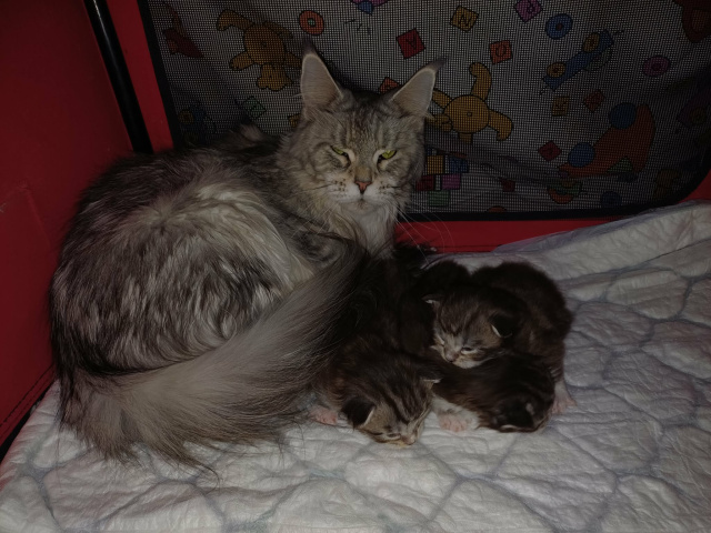 Maine Coon - mainská mývalia mačka - www.maine-coons.sk