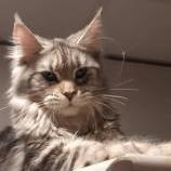 Maine Coon Female