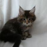 Maine coon kittens