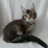 Mačiatka maine coon, vrh