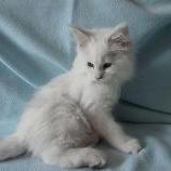 Maine coon kittens