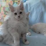 Mačiatka maine coon, vrh