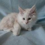 Maine coon kittens