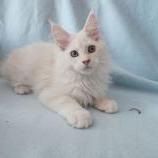 Maine coon kittens