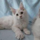 Maine coon kittens