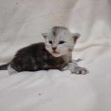 Maine coon kittens
