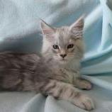 Maine coon kittens