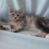 Maine coon kittens