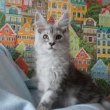 Maine coon kittens