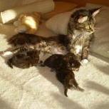Maine coon kittens
