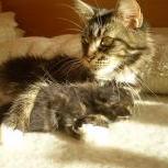 Maine coon kittens