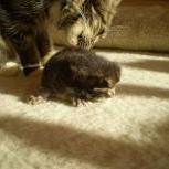 Maine coon kittens