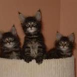 Maine coon kittens