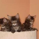 Maine coon kittens