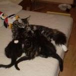 Maine coon kittens