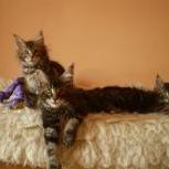 Maine coon kittens
