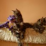 Maine coon kittens