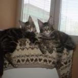 Maine coon kittens