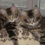 Maine coon kittens