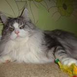 Maine Coon male