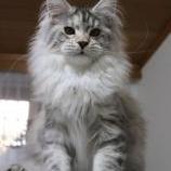 Maine Coon Female