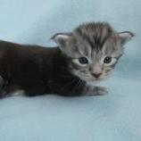 Maine coon kittens