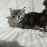 Maine coon kittens