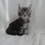 Maine coon kittens