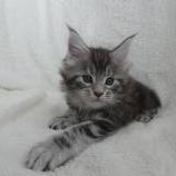 Maine coon kittens