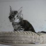 Maine coon kittens