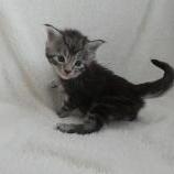 Maine coon kittens