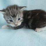 Maine coon kittens