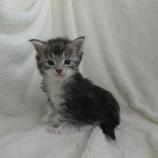 Maine coon kittens