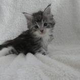 Maine coon kittens