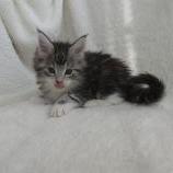 Maine coon kittens