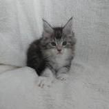 Maine coon kittens