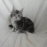 Maine coon kittens