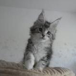 Maine coon kittens