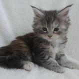 Maine coon kittens