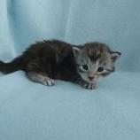Maine coon kittens