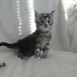 Maine coon kittens